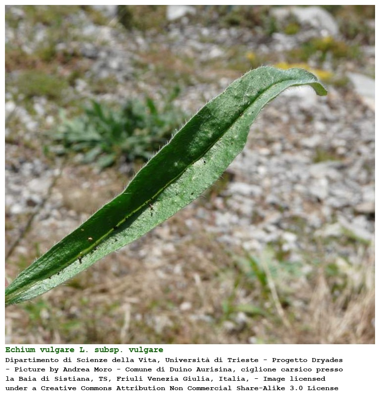 Echium vulgare L. subsp. vulgare